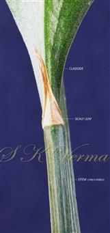  Branch bearing cladode and scaly leaf